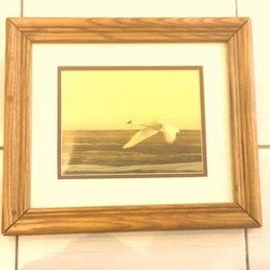 Framed Art Print of Mute Swan in Flight in Solid Oak Frame